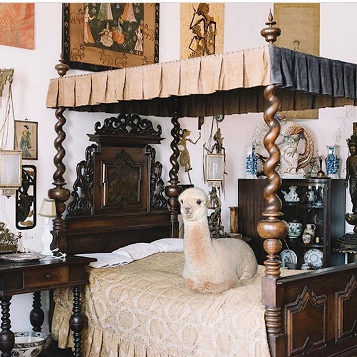 Nighty  /  @doublekoek @itsnicethat #betterlivingwithalpacas