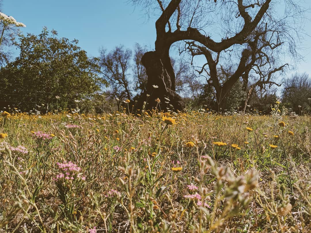 the sun
and her flowers 
#rupikaur