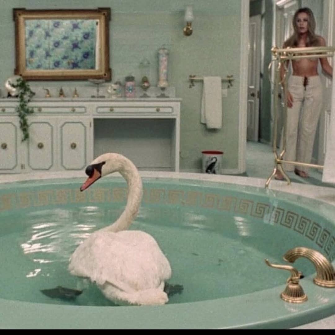 Emotional Support Swan @bitothisbitothat