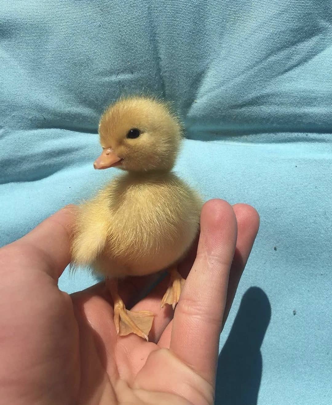 Here's a cute little duck for you, because...........................,etc.