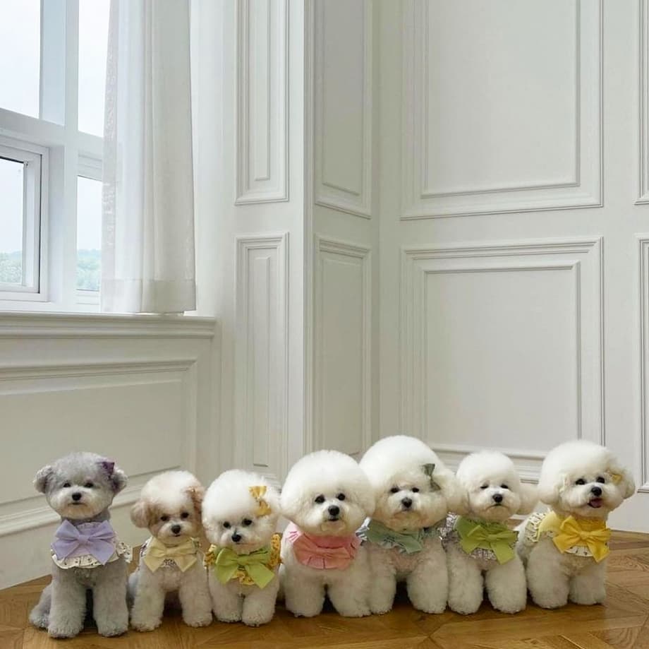 Another week went by and intellectually I did not do much but wonder. About discourse, identity and empathy. About opinions vs. esteem. About what it felt like to be a single mum, to date all those beautiful humans and finally find the one. About why people question feminist relationships and why I meanwhile distinguish sharply between financial and emotional dependancy. I found myself reflecting on living in a body that I respect and find amazing until it starts to hurt again. I asked myself why as an happy atheist I keep on talking to the universe. I decided to shut up if in doubt. To listen even more. And write another Lockdown letter to my son instead of cooking a proper meal. That's it. Oh, and I starred at puppies, too.