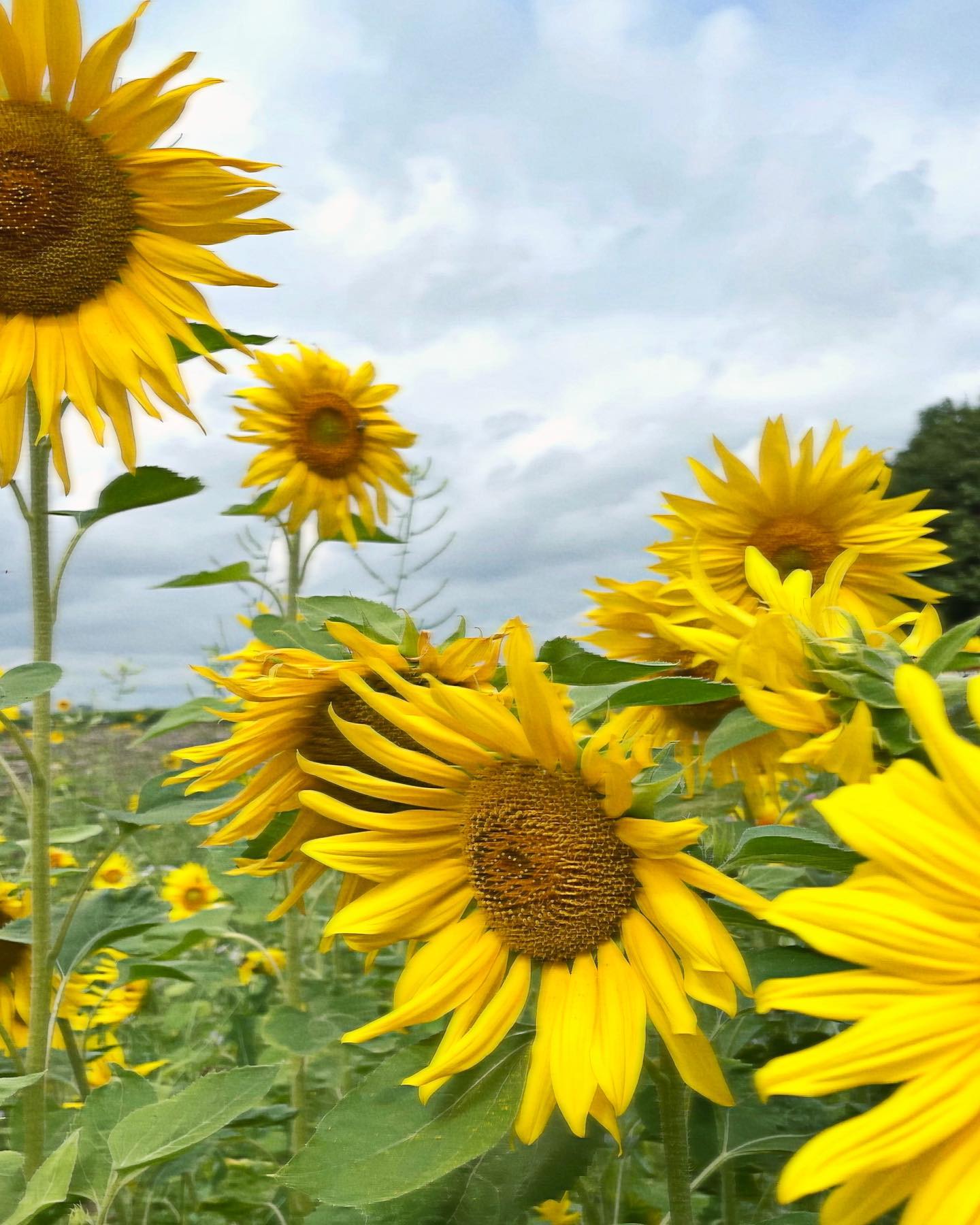 Basilikum, Antipasti, Eiscreme, Sonnenblumen, Sonnerfüße und Tage am See. #sommer